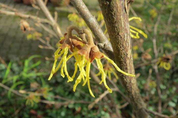 Witch Hazel (Hamamelis virginiana)